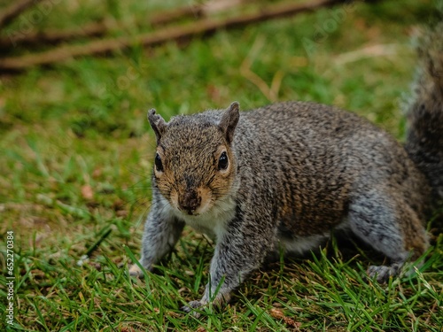 Closeup shot of a cute brown squirrel running around on a green grassy field