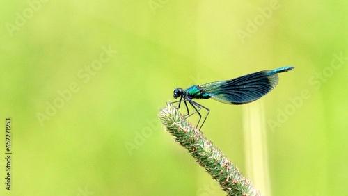 Closeup of a banded demoiselle (Calopteryx splendens) on a green plant against green background