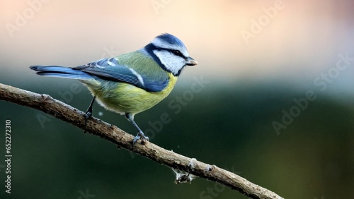 there is a small blue bird perched on a tree branch