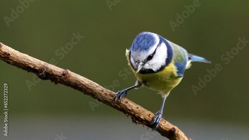 a blue and yellow bird perched on top of a branch