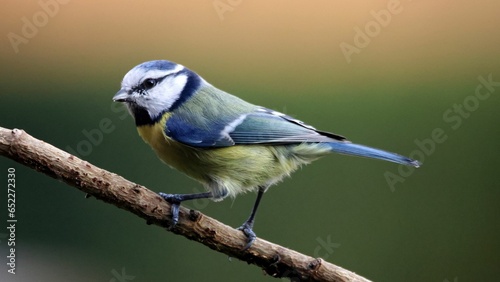 a small blue bird perched on a tree branch with blurred green background