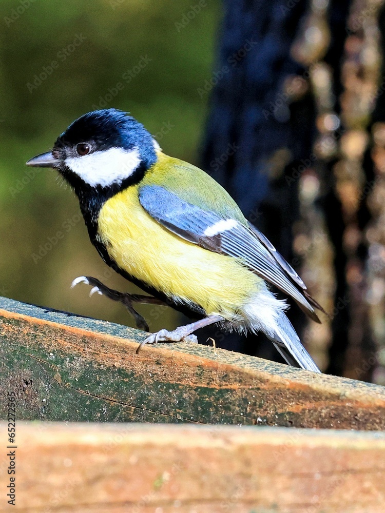 Obraz premium Beautiful great tit perched on a ledge near a lush green tree in a tranquil outdoor setting