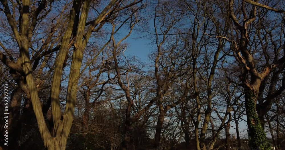 Aerial of tall trees with naked branches against the blue sky during the sunset Aerial of tall trees with naked branches against the blue sky during the sunset