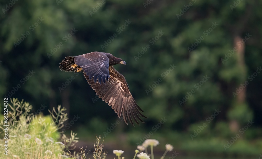 Obraz premium Close-up of a White-tailed eagle in flight soaring above a tranquil river and lush foliage