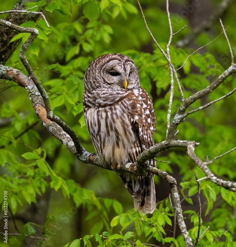 Majestic Spotted Owl perched in a tree surrounded by lush green foliage