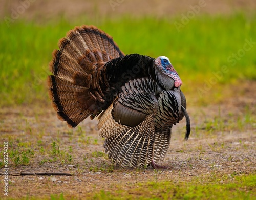 Large domestic turkey stands atop a lush, verdant meadow, its feathers glistening in the sun