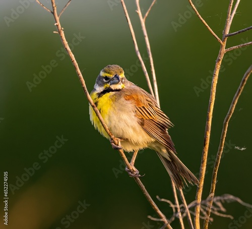 Dickcissel perched atop a thin tree branch. © Robert Beal/Wirestock Creators