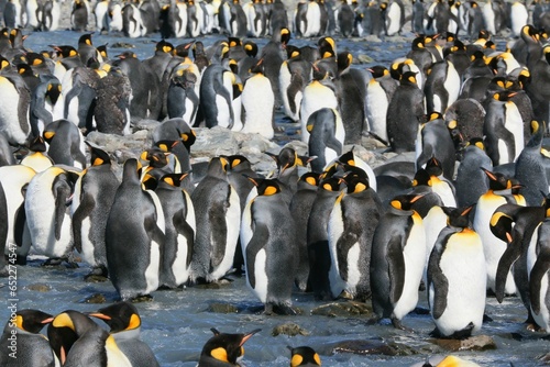 a crowd of penguins stand in the water on a beach