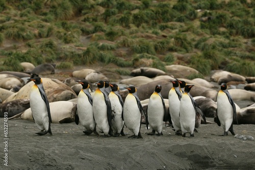 Flock of penguins congregating on a sandy beach