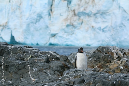Single Adelie penguin stands atop a rocky outcropping