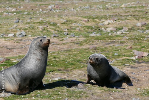 two sealas resting in a field of grass and rocks photo