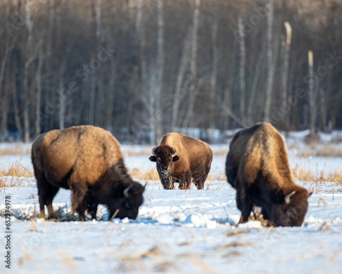 Bisons walking through a picturesque snowy field in a winter forest landscape