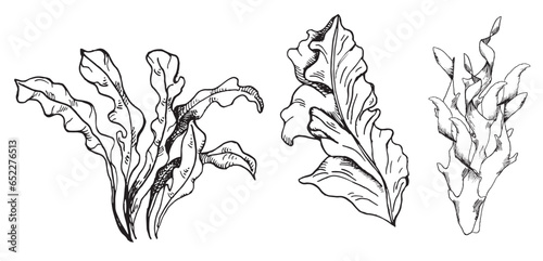 Vector pink sea plants ink hand drawn illustration isolated on white background. Red porphyra, laminaria seaweed black white line. Design element for package, label, wrapping, marine collection