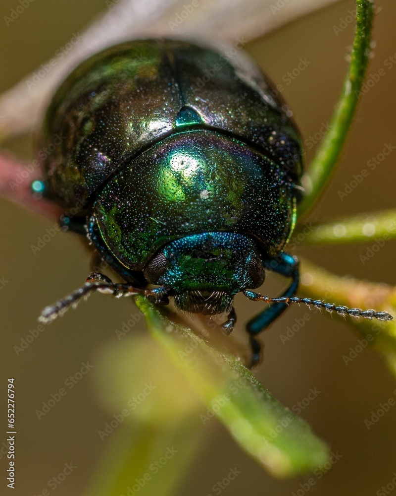 Fototapeta premium Vertical macro shot of a green beetle on a blade of grass