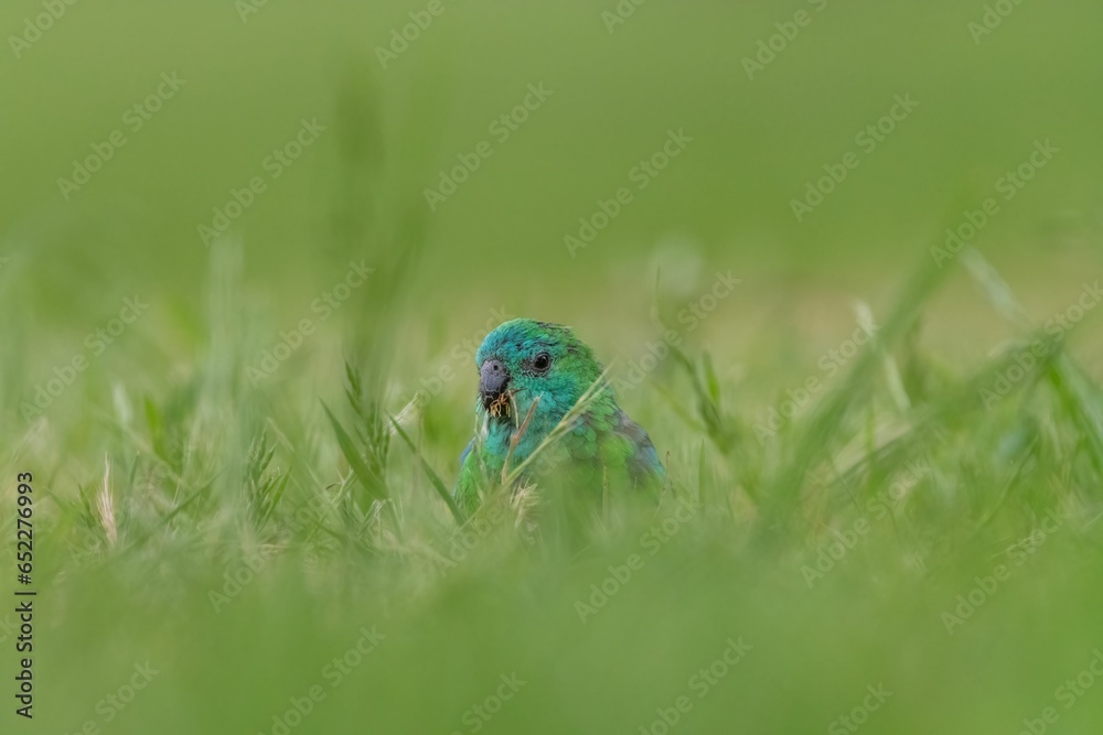 Parrot perched on a grassy field, its feathers illuminated in the warm light of the sun