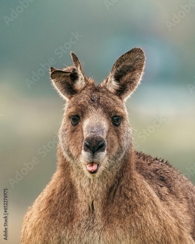 Close-up shot of brown kangaroo standing in a lush green field