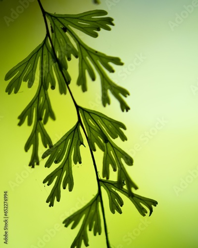 Closeup shot of a single Filmy fern with a blurred background photo
