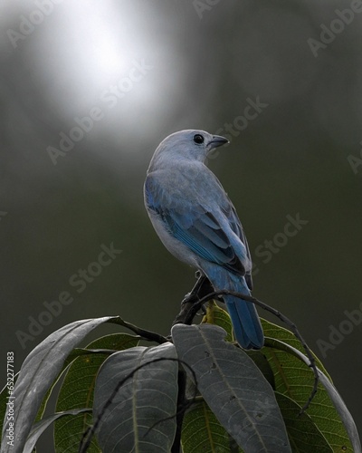 Up-close image of a bright blue-gray tanager perched on a branch