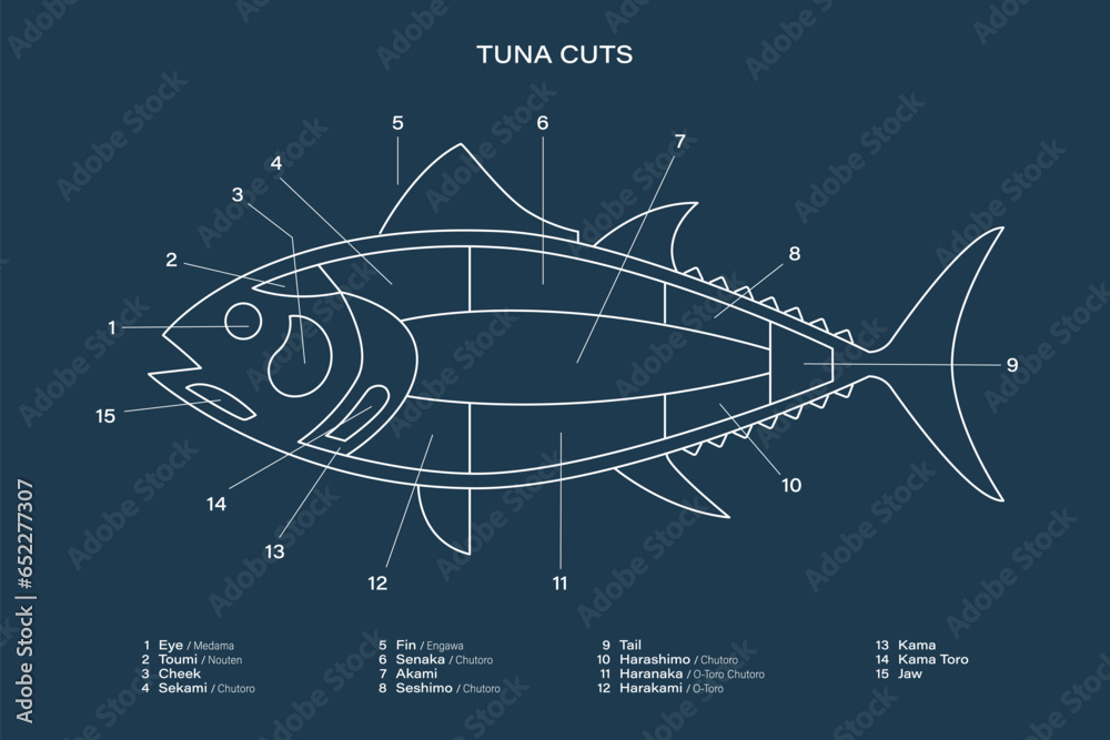 Tuna Cuts line diagram on blue background. Parts of tuna. Japanese