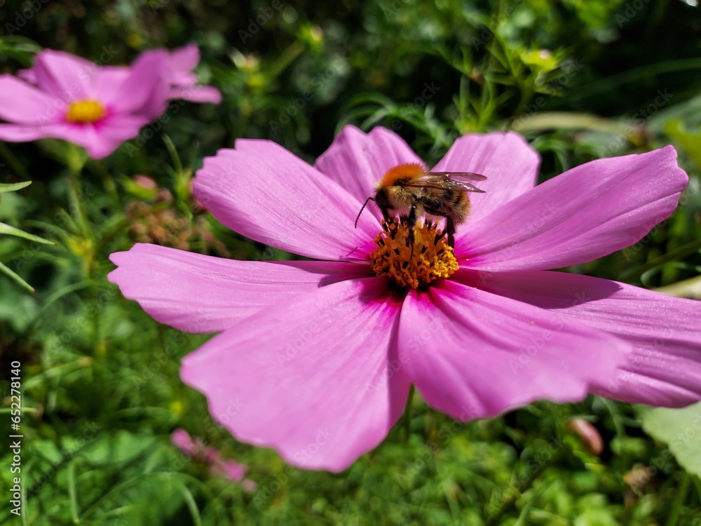 Bourdon ne nourrissant du nectar d'une fleur de cosmos Bourdon ne nourrissant du nectar d'une fleur de cosmos