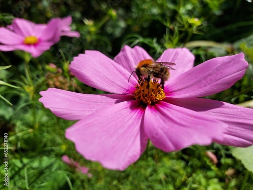 Bourdon ne nourrissant du nectar d'une fleur de cosmos