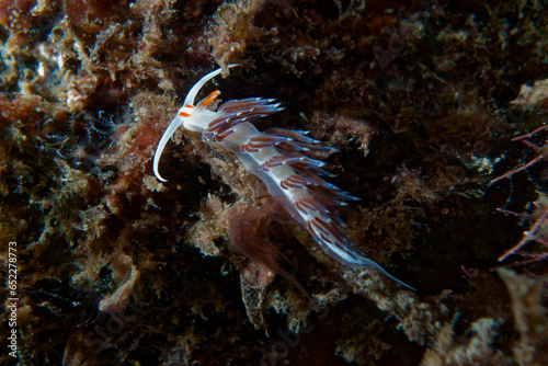 Hervia (Cratena peregrina) in Mediterranean Sea photo