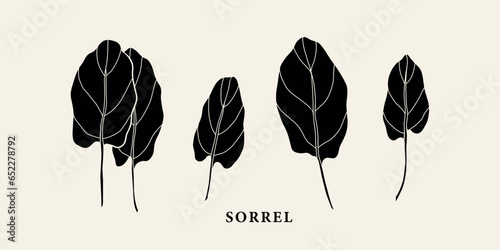 Flat vector sorrel branches set