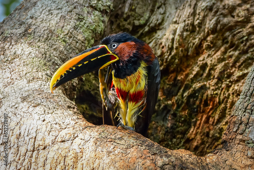 Chestnut-eared Aracari (Pteroglossus castanotis) photo