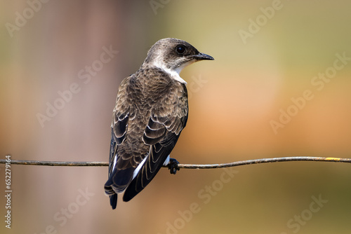 Brown-chested Martin (Progne tapera) photo