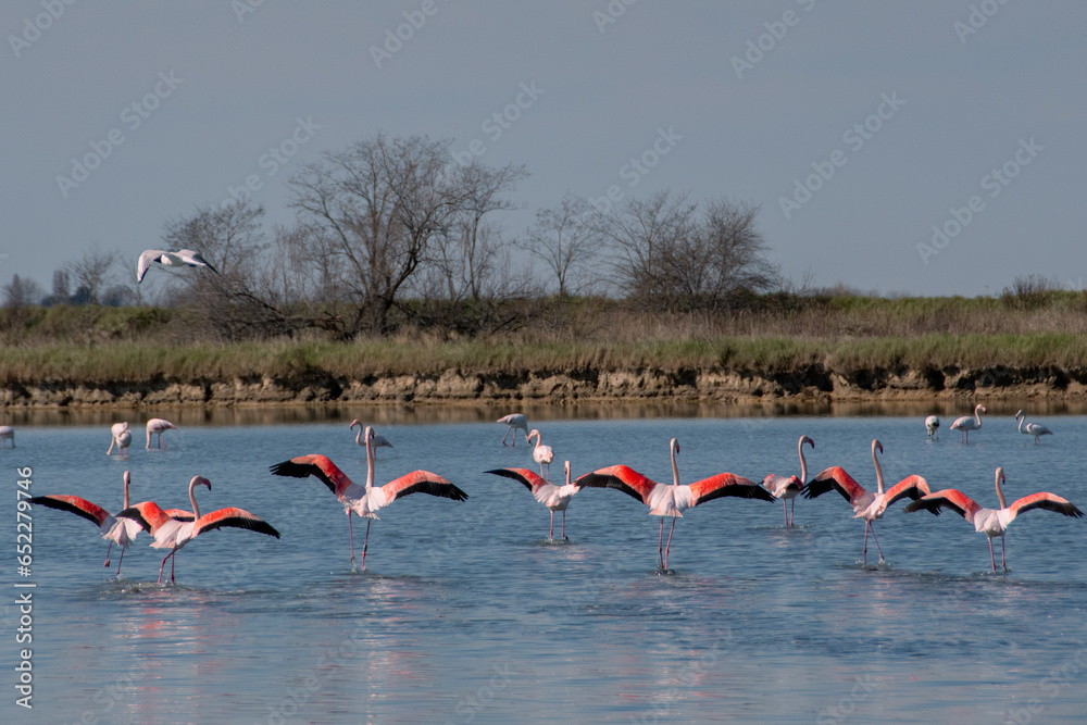 Back view of flock of flamingos with open wings in the shallow lake