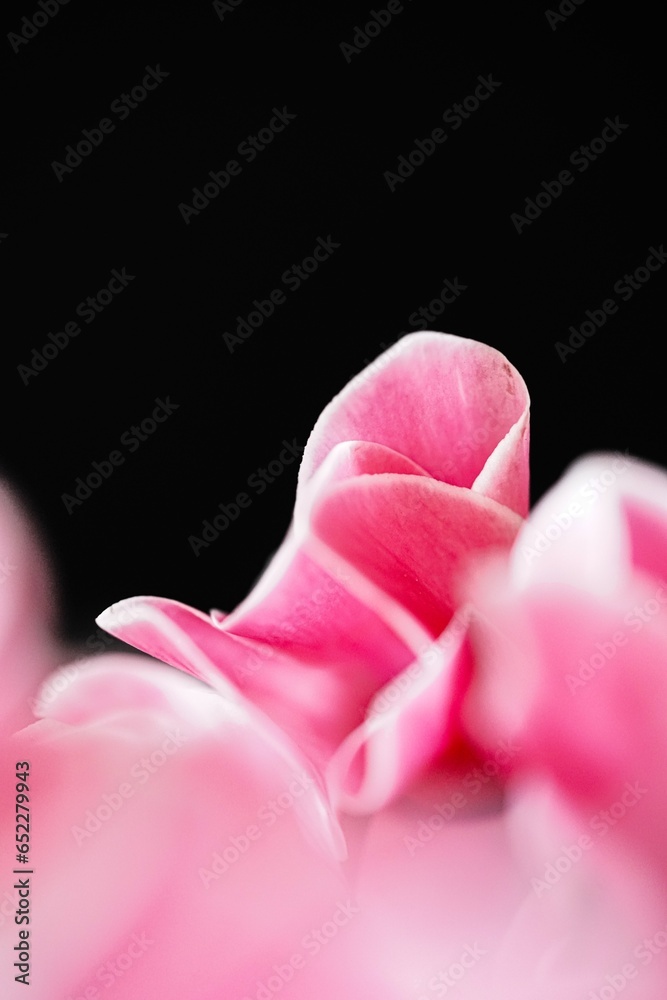 pink cyclamen close up