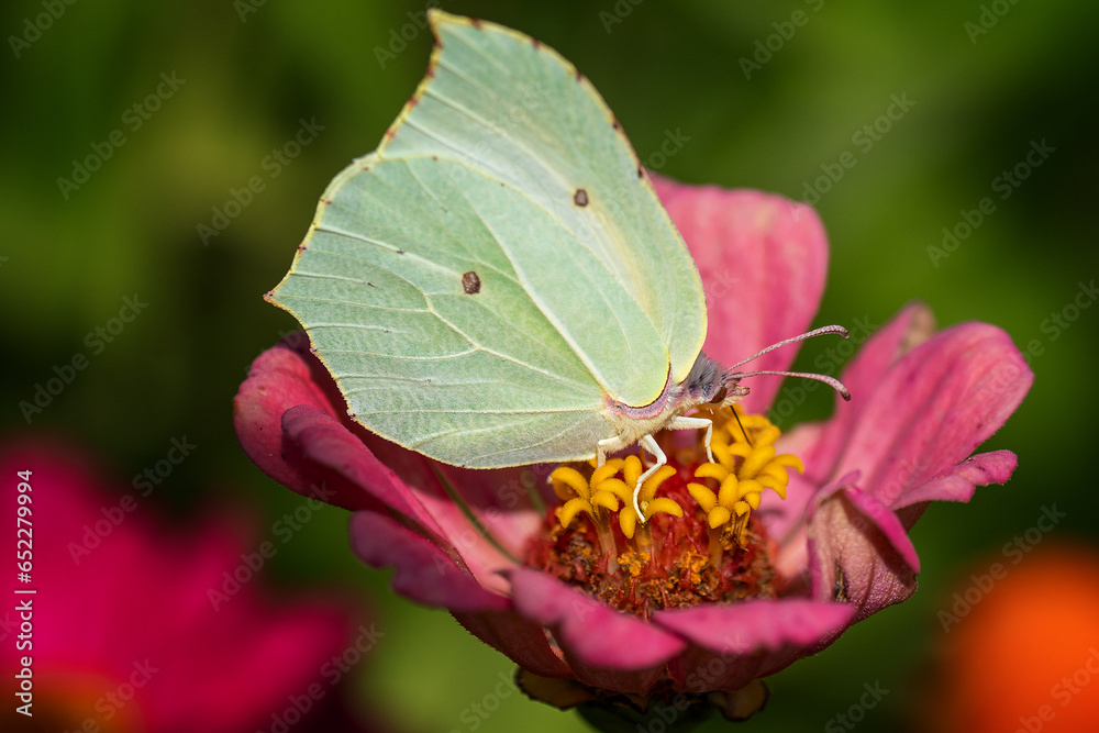 Common brimstone pollinating on pink flower Common brimstone pollinating on pink flower