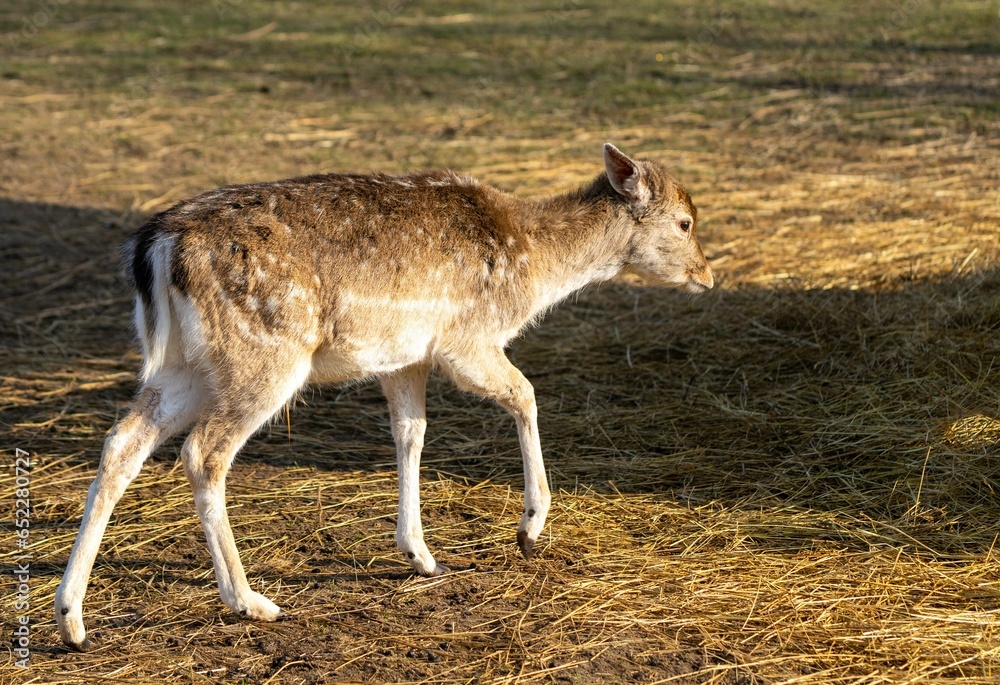 Spotted deer standing on a grassy landscape in its natural habitat on a sunny day Spotted deer standing on a grassy landscape in its natural habitat on a sunny day