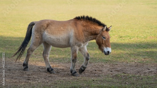 Majestic brown horse strolling leisurely across a grassy and muddy terrain