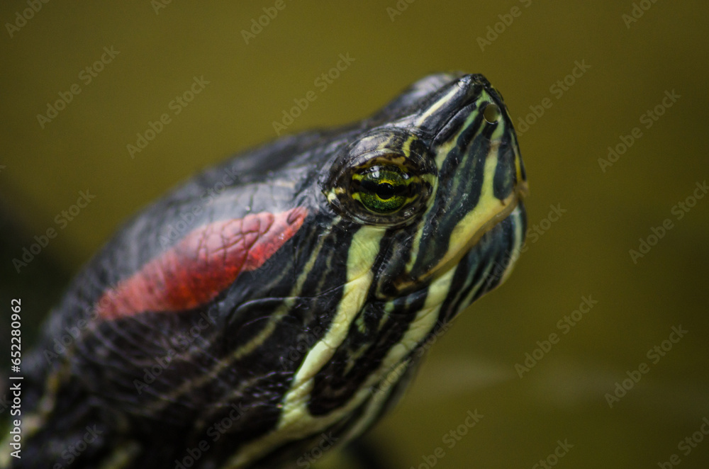 Shallow focus portrait of a Red-eared slider looking with blurred background Shallow focus portrait of a Red-eared slider looking with blurred background