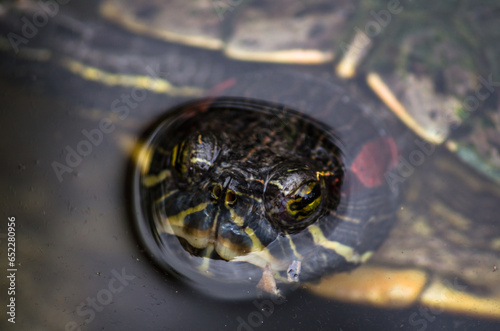 Shallow focus portrait of an Eastern Painted Turtle looking with blurred background photo