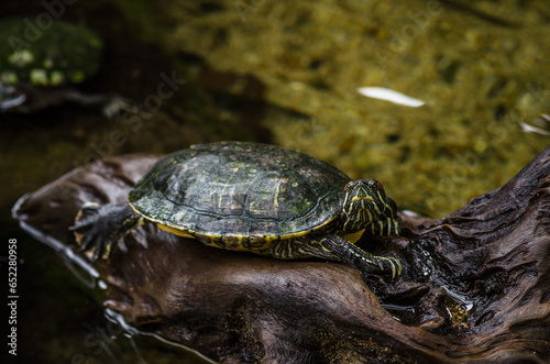 Shallow focus portrait of a Cooters looking with blurred background in the forest