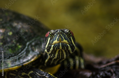 Shallow focus portrait of a Red-eared slider looking with blurred background