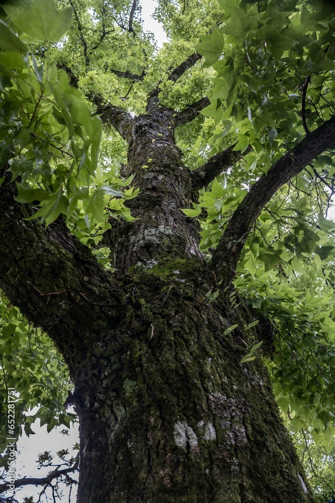 Fototapeta premium Majestic green tree with a full crown of foliage providing a shady canopy.