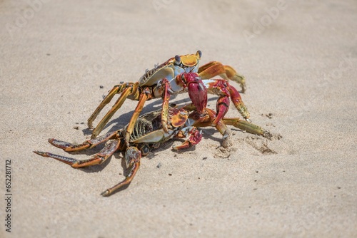 Closeup of Grapsus grapsus, two red rock crabs on the sand. photo