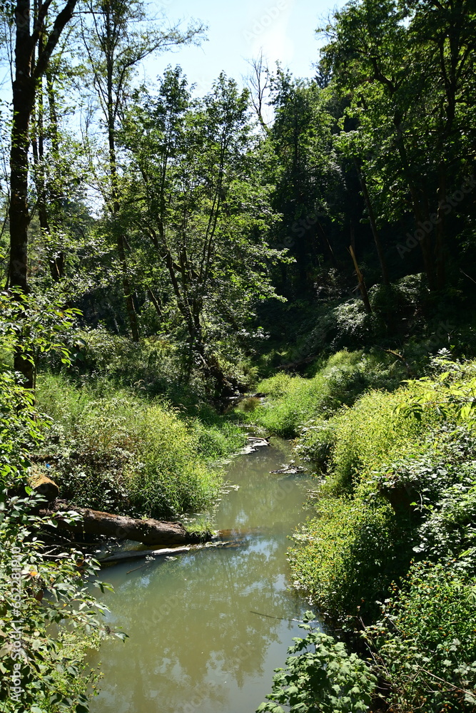 Fototapeta premium river in the forest