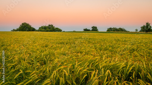 Beautiful view of the corn field and sunset in background