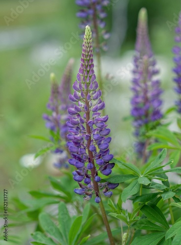 Vertical selective focus shot of purple Large-leaved lupine in the green field