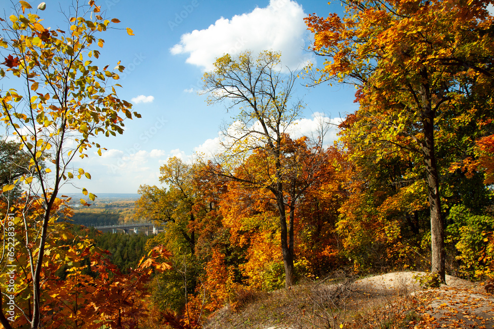 Fototapeta premium autumn in the forest