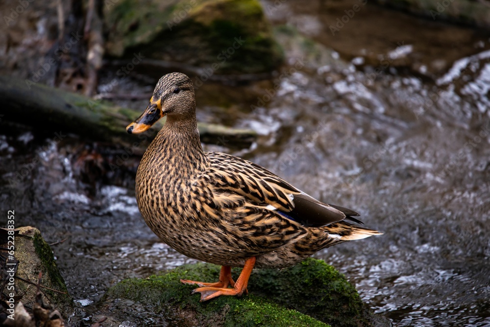 a duck standing on a mossy rock in the stream a duck standing on a mossy rock in the stream