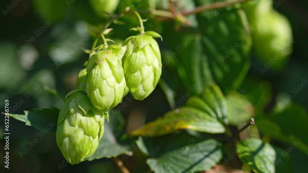 Sun enhancing the appealing shapes of hop cones. Sun enhancing the appealing shapes of hop cones.