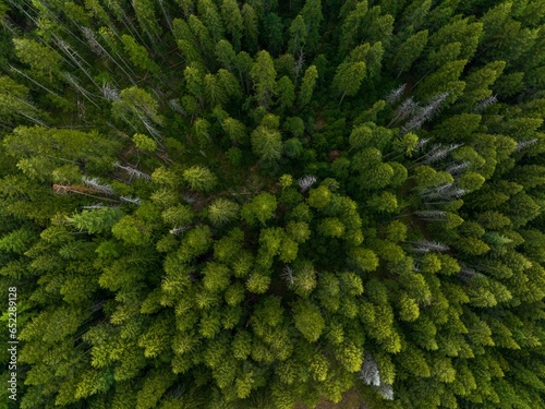 Aerial view of a lush and vibrant forest with an abundance of tall, green trees