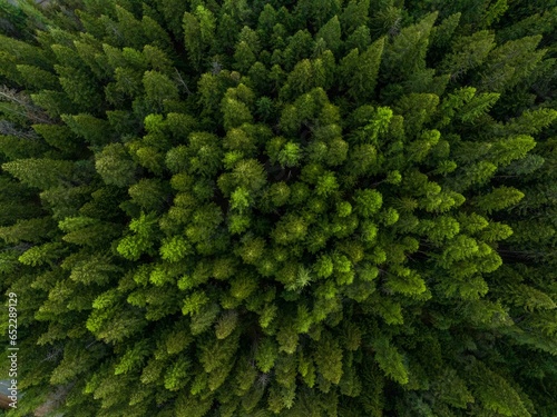 Aerial view of a lush and vibrant forest with an abundance of tall, green trees © James Gallacci/Wirestock Creators