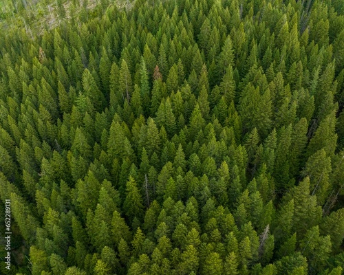 Aerial view of a lush and vibrant forest with an abundance of tall, green trees