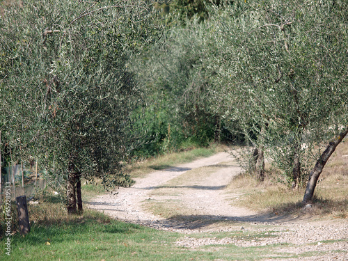 olive fields in Chianti photo